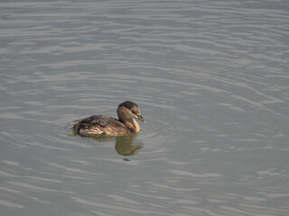 Zwergtaucher (Tachybaptus ruficollis)
