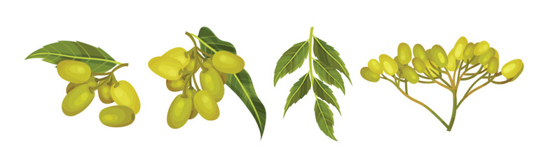 Neem Plant with Leafy Branches and Fruits Vector Set