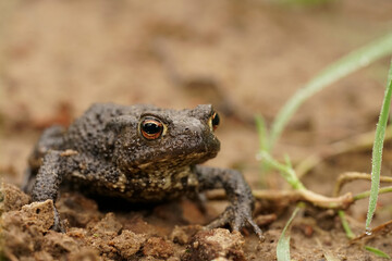 Frontal closeup on a brown male European common toad , Bufo bufo sitting on the ground in the garden