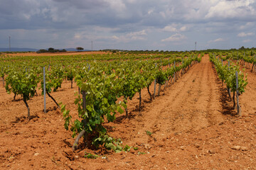 Fototapeta na wymiar Vineyards in Valencia on the red earth
