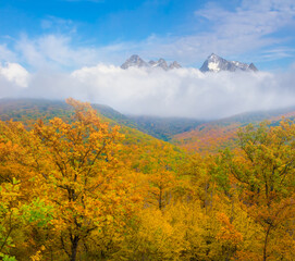 autumn mountain valley with red forest and snowbound mountain chain