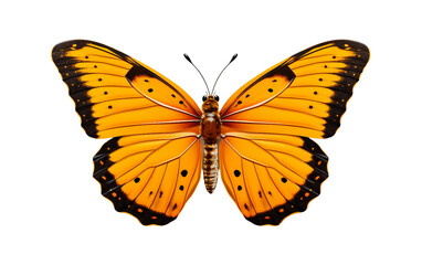 Realistic Butterfly Illustration on Transparent background