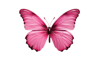 Detailed Butterfly Wings on Transparent background