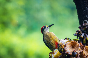 Multi colored bird in Arenal Volcano National Park (Costa Rica)