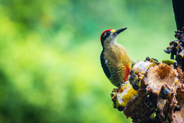 Multi colored bird in Arenal Volcano National Park (Costa Rica)