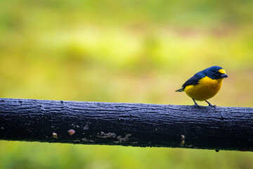 Multi colored bird in Arenal Volcano National Park (Costa Rica)