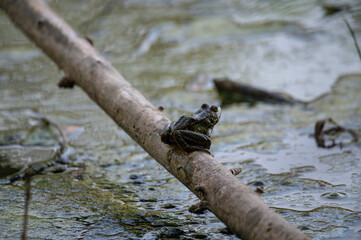 Frosch sitzt auf einem Ast und wirbt mit lautem Quaken nach einem Weibchen