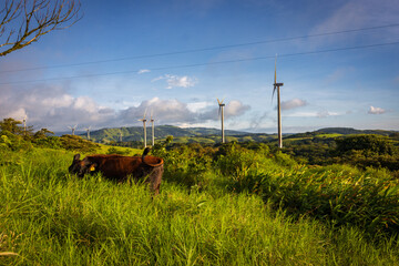 Views of Monteverde Cloud Forest (Costa rica)