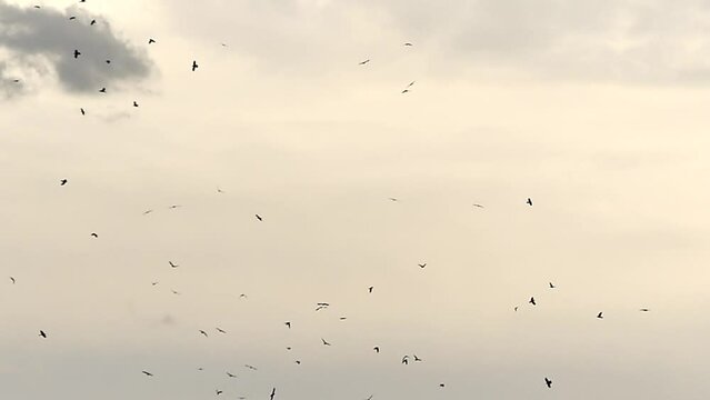 Flock of birds in flight against evening beige sky in slow motion. Natural background with Rooks, Corvus frugilegus during migration. Topics: ornithology, weather, season, atmosphere, nature