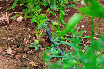 Drip irrigation pipe passing through the plants. Drip irrigation.
