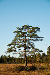 By the Stormyra Wetlands of the Toten&aring;sen Hills, Norway, in fall.