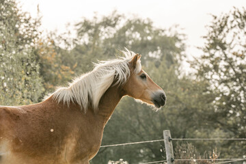 Haflinger horse portrait with beautiful light