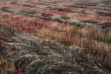 buckwheat field after harvesting , mown red stubble.
