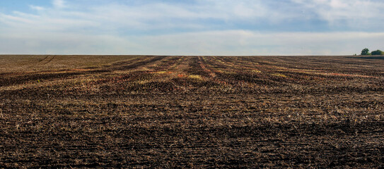 panoramic view of Buckwheat field after harvest, soil and colorful stubble