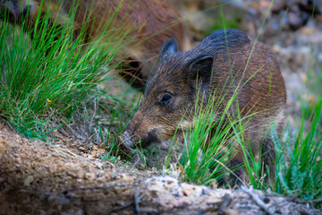 wild boar walking through the green field