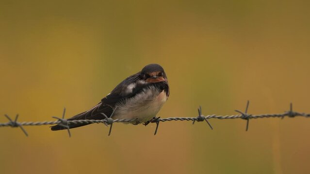 A barn swallow (Hirundo rustica) sitting on a fench of barbed wire