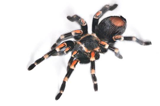Closeup of an adult female of the Mexican Flame Knee Brachypelma auratum (Araneae: Theraphosidae), a red leg tarantula spider from Mexico and common pet species photographed on white background.