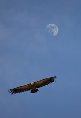 vulture flying with the full moon behind him