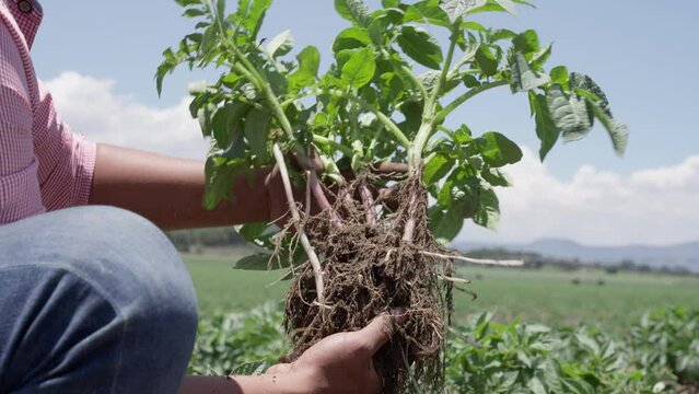 person holding a potatoe plant