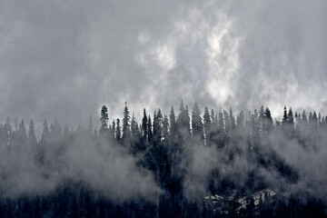 Forest Shrouded in mist.  Sierra Nevada Mountains, California  - obrazy, fototapety, plakaty