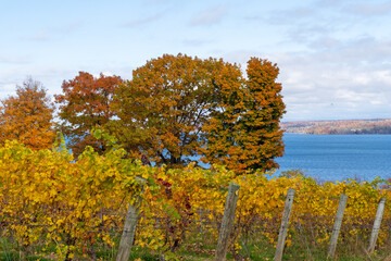 Naklejka premium Finger Lakes Vineyard with beautiful Autumn Colors on Cayuga Lake near Ithaca, New York
