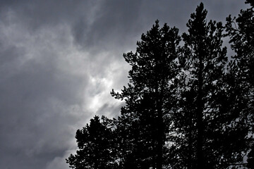 Silhouette of conifers against stormy sky, Sierra Nevada Mountains, California .   - obrazy, fototapety, plakaty