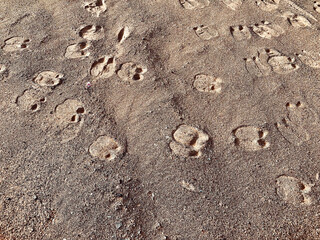 Camel footprint on the sand in the desert. Sharjah Al Madam