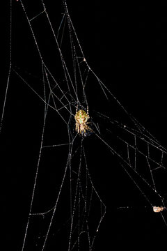 web and spider in forest with dark blur background in mexiquillo durango 