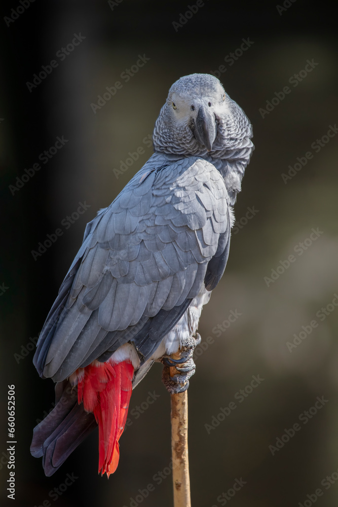 Poster A portrait of an African Grey parrot as it is perched on the top pf an old stick.  Taken using a dark background with space for text the bird is looking at the camera