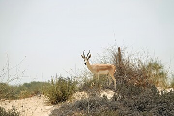 Gazelle antelope in the vast desert of Dubai near Crescent Moon lake