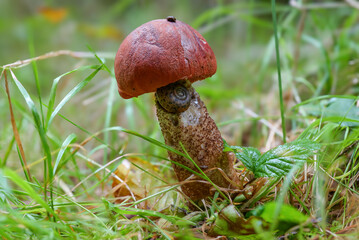 Eichenrotkappe (LECCINUM QUERCINUM)