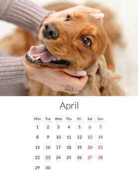 April 2024 year Photo calendar with cute dogs. Annual daily planner template with doggy pets. The week starts on Monday