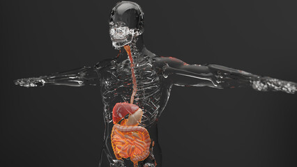 Human liver anatomy structure, body with digestive system organs, intestin, stomach, 3d render	
 - obrazy, fototapety, plakaty