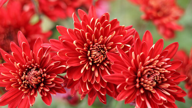 Flower of red Chrysanthemum on a green background. Floral natural background. Bouquet of autumn Chrysanthemum. Red flowers. Beautiful Chrysanthemum flowers blooming in garden at autumn day - Powered by Adobe