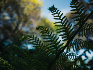 fern leaves in the forest