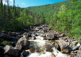 Fototapeta premium mountain river in the forest