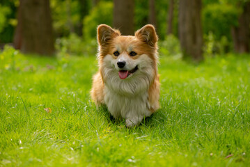 Adorable Red Welsh Corgi Pembroke Posing in a Autumnal park during beautiful sunny day. Cute Red Fluffy Corgi Portrait.