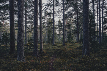 Fototapeta premium Forest by the Stormyra Wetlands of the Totenåsen Hills, Norway, in fall.