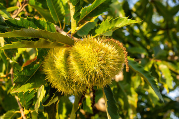 Autumn Fruits: Chestnuts Ready to Harvest.