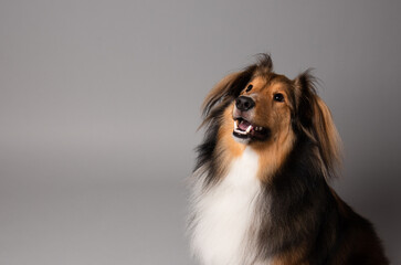 Shetland sheepdog portrait