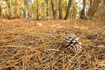 Natural Detail: Pinecone on Pine Needle Ground.
