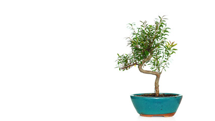 drzewko bonsai w turkusowej doniczce na białym tle - obrazy, fototapety, plakaty