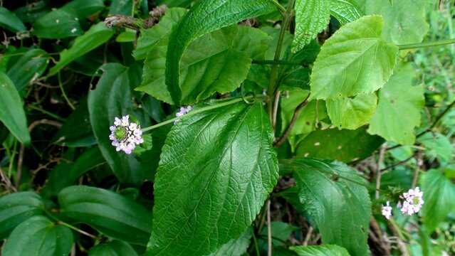 planta flor Lippia alba - erva cidreira