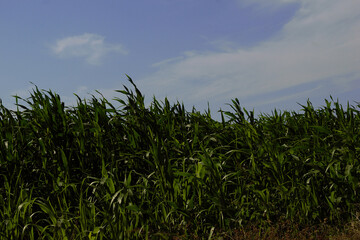 corn field in the summer and blue sky