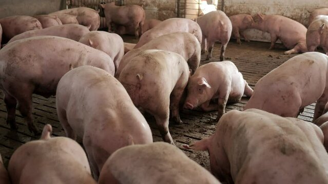 Pig Farm. Pigs. Modern agricultural pig farm. Happy animal husbandry. Huge pig on a farm.