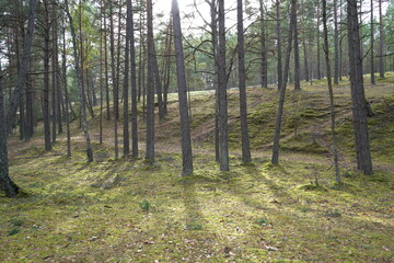 forest in the morning