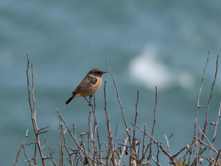Schwarzkehlchen (Saxicola rubicola) auf einem Ästchen