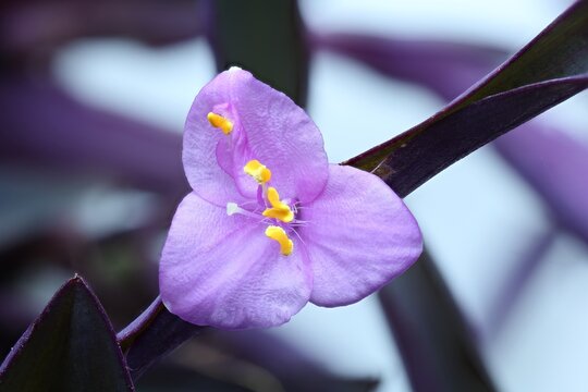 Close-up of three-petaled flower Tradescantia Pallida, maximal depth of field