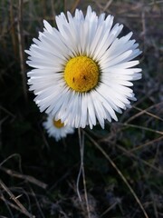 A chamomile flower in bloom, with insects feeding on its nectar