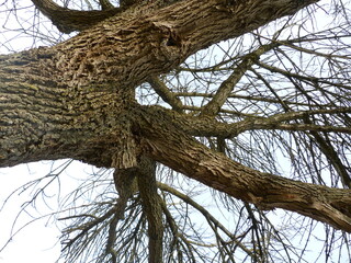 étude d'un arbre